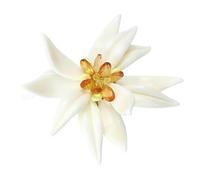 Broche esmaltado de Edelweiss con diseño simple coreano, ligero, portátil, para mujer, uso casual y formal, broche Edelweiss