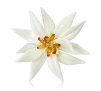 Broche simple coreano esmaltado Edelweiss de diseño ligero portátil para mujeres, cumpleaños, vacaciones, inspirado en la naturaleza