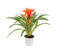 Bromelia Roja Natural una Planta Tropical con Flores Rojas