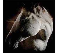 Brother dege - How to kill a horse