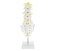 BRRNOO 5 Modelo de Vértebras Lumbares, Enseñanza Educativa Modelo de Columna Humana, Material de PVC, Altura de 29 Cm, Detalles Anatómicos, Enseñanza Escolar