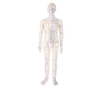 BRRNOO Modelo de Acupuntura de 20,5 Pulgadas, Demostración de Punto de Acupuntura Humano de Cuerpo Completo con Brazos Giratorios y Base Estable, para Enseñar Práctica Clínica a (Masculina)