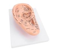 Brrnoo Modelo de Acupuntura de Oído Marcador de Posición Modelo de Acupresión de Oído Terapia Auricular de Etiquetas de Puntos de Acupuntura Transparentes de PVC de 22 Cm