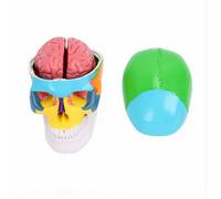 Brrnoo Modelo de Anatomía del Cráneo Humano con Cerebro Desmontable y Regiones Codificadas por Colores para la Educación en el Aula Modelo de Enseñanza Decoración de Anatomía del