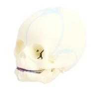 Brrnoo Modelo de Cráneo Infantil Humano, Cráneo de Anatomía del Feto de Tamaño Real, Plástico PVC para Enseñanza, Aprendizaje, Estudiantes, Herramienta de Visualización Educativa