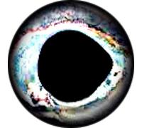 Brule 3-D Hard Epoxy Eyes (60 unidades) Handpoured, Fishing Fly Tying Streamers señuelos manualidades, 20mm, Frost