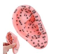 Bsbkoj School Ear Zone Model, Massage Reflex Zone Ear Anatomy, 2.95 pulgadas, Teaching Aid Beginners, Professionals, Educational Tool for Study Room, Family, Friends, Classmates