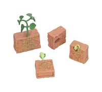 BTOSEP Juguete de ciclo de crecimiento de plantas, modelo educativo para la etapa de crecimiento de frijoles, para aprender el ciclo de vida de las plantas, a partir de 4 años, 4 piezas
