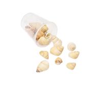 BUBEFSKD Conjunto De Artesanía Conchas Marinas Naturales Proyectos Únicos Marinas Elaboración para Decoraciones Joyería Y Creaciones Artísticas Materiales Artesanales A