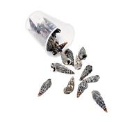 BUBEFSKD Natural Conch Shells Art Supplies Conch Shell Craft Collection Perfecto para la decoración del hogar artesanal y proyectos creativos Shell Craft Supplies, talla única, como se describe