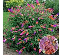 Buddleia Flower Power: arbusto de mariposas resistente en maceta