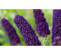 Buddleja davidii Mariposa Bush: 3 /Black Knight