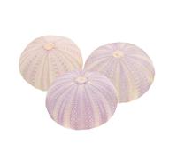 BUGUUYO 6piezas Natural Dried Sea Urchin Shells Mini Air Plant Containers for Home Decor Unique Handmade Desktop Ornaments