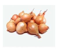 Bulbo de cebolla para plantar variedad "paja virtudes" 450gr - Wam