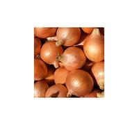 Bulbo de cebolla para plantar variedad "sttutgarter riesen" 400gr - Wam