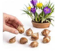 Bulbos Crocus Mix en Formato de Cultivo | 10 Bulbos para Plantar, Cubrir y Cultivar en un Lugar Soleado.