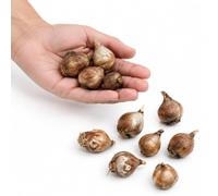Bulbos Crocus Mix para Suelo Bien Drenado | 10 Bulbos para Cultivar en un Lugar Soleado.