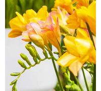 Bulbos De Fresia-Fresia Planta,Fresia Flores,Bulbos De Flores Fresias,Fresia Bulbos,Planta Fuerte,ExóTicas-3bulbos-c