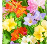 Bulbos De Fresia-Fresia Planta,Fresia Flores,Bulbos De Flores Fresias,Fresia Bulbos,Planta Fuerte,ExóTicas-3bulbos-d