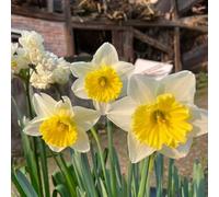 bulbos de narcisos Decoracion de Balcones Plantas Raras bulbos de Flores Plantas de balcón Resistentes Decoracion Floral Bulbo de Flor bulbos de Narciso Campanas de Pascua, bulbos, 3pcs