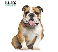 Bulldog - Calendario moderno 2026
