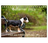 Bullterrier 2026 Frech und fröhlich durch das Jahr (Tischkalender 2026 DIN A5 quer), CALVENDO Monatskalender: Ein toller Kalender für die Freunde und Liebhaber der Hunderasse Bullterrier.
