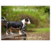 Bullterrier 2026 Frech und fröhlich durch das Jahr (Wandkalender 2026 DIN A2 quer), CALVENDO Monatskalender: Ein toller Kalender für die Freunde und Liebhaber der Hunderasse Bullterrier.