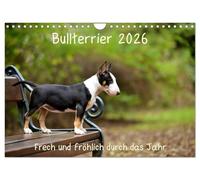 Bullterrier 2026 Frech und fröhlich durch das Jahr (Wandkalender 2026 DIN A4 quer), CALVENDO Monatskalender: Ein toller Kalender für die Freunde und Liebhaber der Hunderasse Bullterrier.