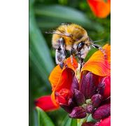 Bumble Bee on Wallflower A5 Lined Hardback Glossy Notebook: Bumble Bee and Flower Journal, Gift for Insect and Nature lovers