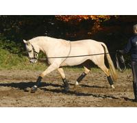 BUSSE Ayuda de Entrenamiento COTTON - L BUSSE