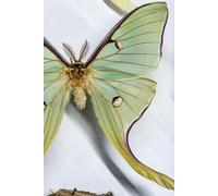 Butterfly and Moth notebook: Plain paper notebook with photographs of butterflies and moths throughout