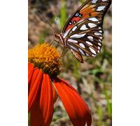 Butterfly on a Flower Journal: Butterfly Notebook