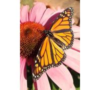 Butterfly on a flower notebook