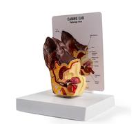 buyzg Modelo de Oreja Canina, Modelo anatómico de Oreja de Perro con Base para demostración médica, Modelos anatómicos Animales para anatomía y fisiología Canina, Material didáctico y de exhibición.