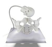 buyzg Modelo de Parto Femenino, Modelos de formación en partería, Esqueleto de Pelvis de tamaño Natural 1:1 con cráneo de bebé para Estudio de Ciencias fisiológicas, educación anatómica