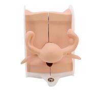 buyzg Modelo genital Femenino Modelo uterino Maniquí de anatomía Entrenamiento de DIU Anticonceptivo ginecológico Estructura precisa Adecuado para presentación de enseñanza