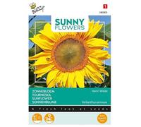 Buzzy Sunny Flowers - Girasol King Kong