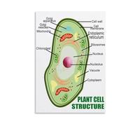 BYCIFRLG Plant Cell Diagram, Biology Classroom Decor, Educational Science Wall-Art with Labeled Organelles, Home School & Living Room Canvas Art(Framed,08x12inch(20x30cm))