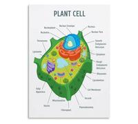 BYCIFRLG Plant Cell Diagram, Biology Classroom Decor, Educational Science Wall-Art with Labeled Organelles, Canvas Print for Living Room, Bedroom(Unframed,08x12inch(20x30cm))