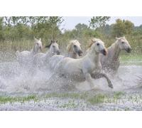 Caballos de camarga corriendo por el agua al atardecer en el sur de Francia. Un buen ejemplo del poder en estos increíbles animales; Saintes-Maries-de-la-Mer France Póster impreso por Robert Postma