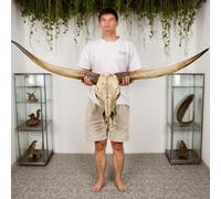 Cabeza de calavera de cuerno largo de 70 pulgadas, decoración de pared de cuerno largo, cuerno largo, decoración de pared de cráneo de vaca, cuernos de vaca, decoración de pared de cuernos de toro(Bro