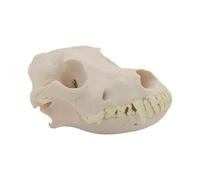 Cabeza de perro realista modelo esqueleto realista calavera de perro piezas flexibles cabeza canina hueso para entrenamiento veterinario calavera canina