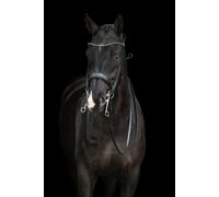 Cabezada HKM Double Bridle Grace - Pony