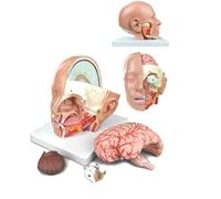 Cabezal de 4 Partes de la sección Cerebro Transversal Anatomía Cabeza Humana Modelo anatómico Modelo de la arteria Cerebral para el Estudio de la educación del Aula de Ciencias