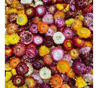 Cabezas de Flores Secas, Alrededor de 110 Margaritas Secas Naturales, Cabeza de Flor de crisantemo de Paja, Naturales para Boda, Hogar, Oficina, Fiesta, Arreglo de Flores DIY