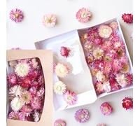 Cabezas de flores secas de paja Helichrysum - Flores secas duraderas para decoración y manualidades | Variantes de color | Caja de regalo con ventana - Decoración para coronas, velas y decoración de