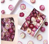 Cabezas de flores secas de paja Helichrysum - Flores secas duraderas para decoración y manualidades | Variantes de color | Caja de regalo con ventana - Decoración para coronas, velas y decoración de