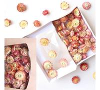 Cabezas secas de flores de paja Helichrysum - Flores secas duraderas para decoración y manualidades | Variantes de color | Caja de regalo con ventana - Decoración para coronas, velas y decoración de