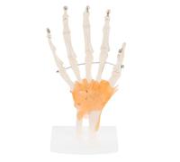 Cabilock 1 Pieza de Mano con Ligamentos y Base Articulado para Educación Médica y Estudio Herramienta Didáctica para Clases de Ciencias y Formación Profesional