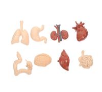 Cabilock 1Juego Órganos Educativo de Anatomía Enseñanza Escolar y Aprendizaje de Ciencias